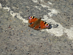Aglais io