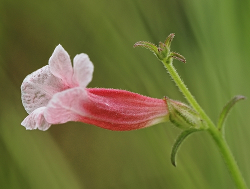 Centranthera hispida (Centranthera hispida)