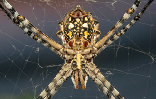 Common Garden Orbweb Spider