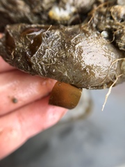 Ascidiella aspersa