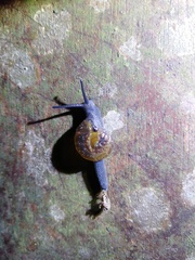Petalochlamys