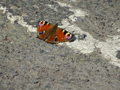 Aglais io