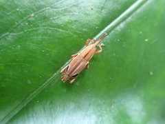 Sphenocorynes kosempoensis