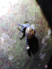 Petalochlamys
