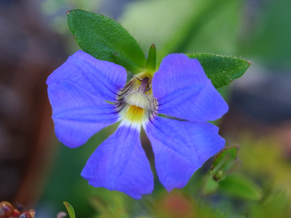 Scaevola striata