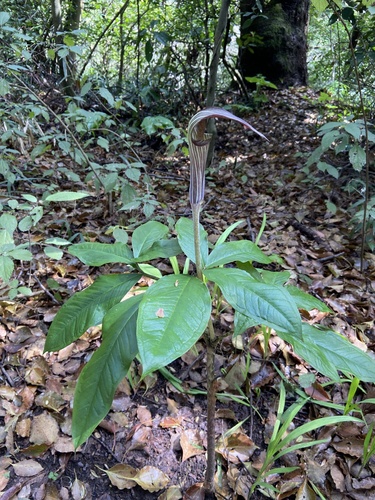 Japanese arisaema (Arisaema japonicum)