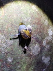 Petalochlamys