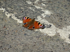 Aglais io