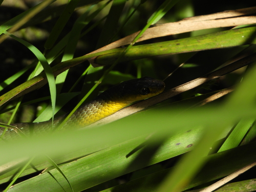 Common Tree Snake sighting