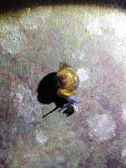 Petalochlamys