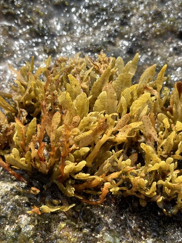 Sargassum aquifolium observed 2024-03-19