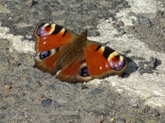 Aglais io