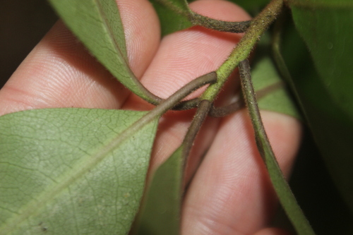 Image of Pittosporum umbellatum by (c) Joe Dillon, some rights reserved (CC BY)