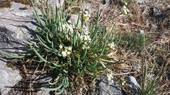 Ottoa oenanthoides