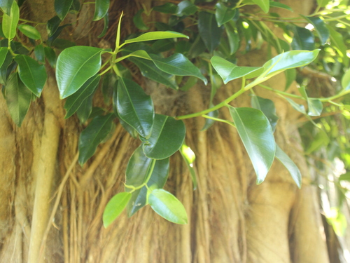 Image of Ficus macrophylla by (c) Joe Dillon, some rights reserved (CC BY)