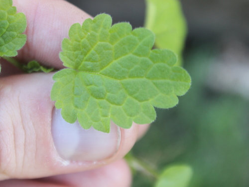 Image of Veronica javanica by (c) Joe Dillon, some rights reserved (CC BY)