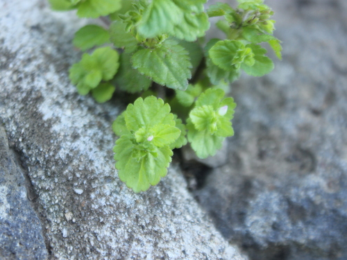 Image of Veronica javanica by (c) Joe Dillon, some rights reserved (CC BY)
