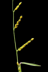 Signal Grass (Urochloa)
