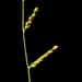Brachiaria polyphylla - Photo (c) goosemonk, μερικά δικαιώματα διατηρούνται (CC BY-NC)
