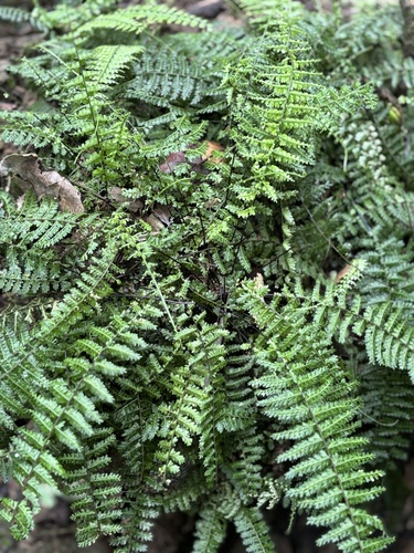 Asplenium rutaceum