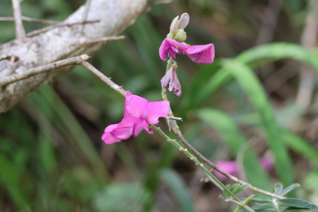 Grand Hoarypea from Hervey Bay QLD 4655, Australia on March 19, 2024 at ...