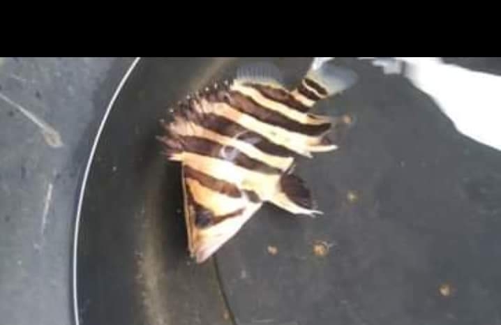 Finescale tigerfish (Datnioides microlepis) — Datnioididae