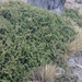 Mexican Mountain Juniper - Photo (c) Raymundo Omar, some rights reserved (CC BY-NC), uploaded by Raymundo Omar