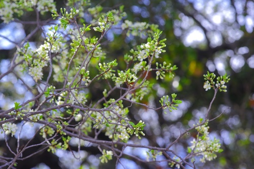 Prunus munsoniana, photograph 4