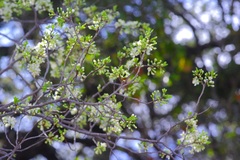 Prunus munsoniana, photograph (c) Michelle W. （鍾偉瑋）, some rights reserved (CC BY)