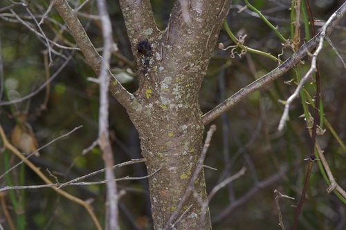Prunus munsoniana, photograph 5