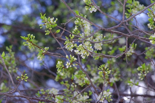 Prunus munsoniana, photograph 6