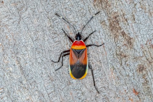 Photo of Harlequin Red Bug (Dindymus versicolor)