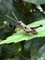 Ommatolampis perspicillata