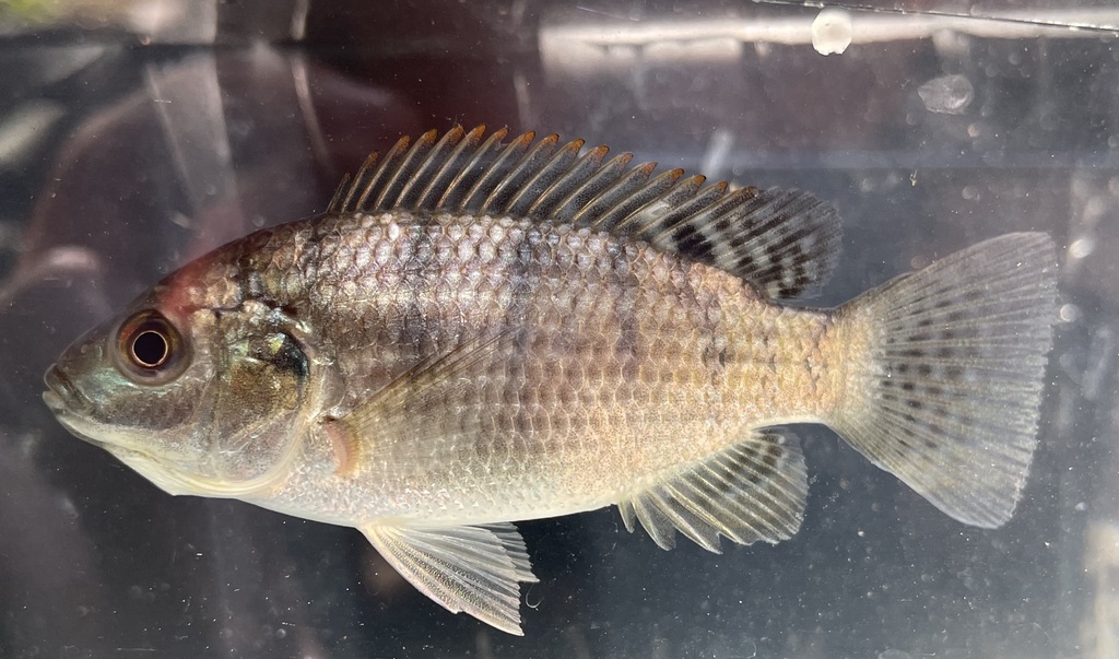 Black Tilapia