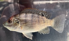 Black Tilapia photo 1