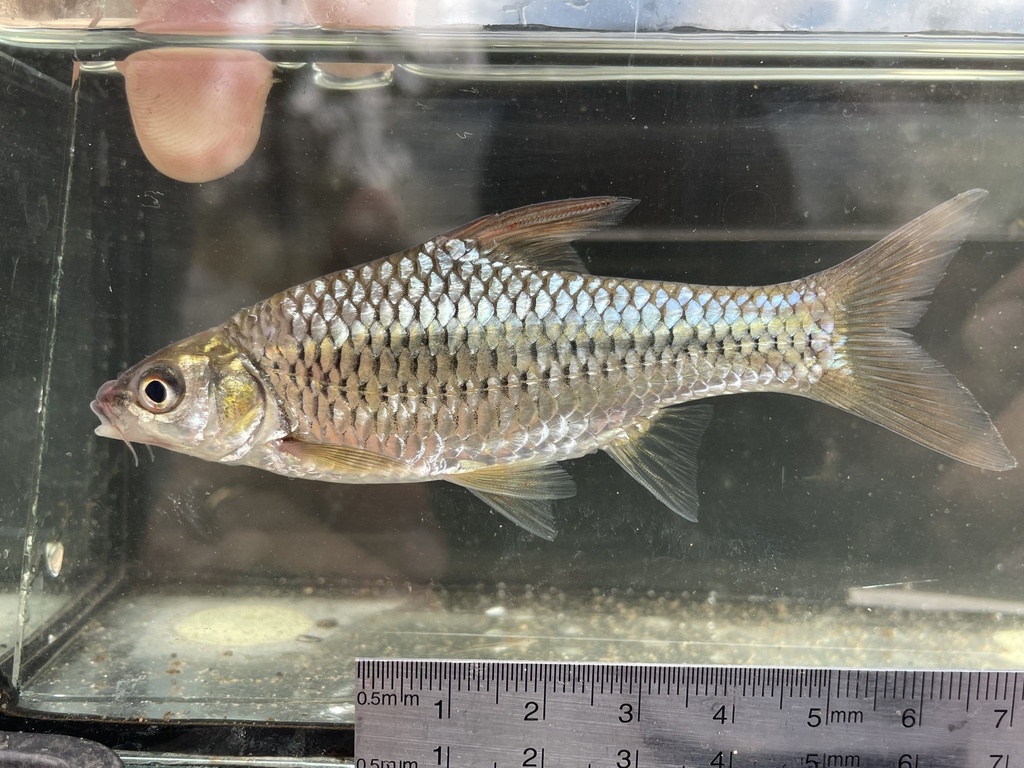 Enteromius choloensis