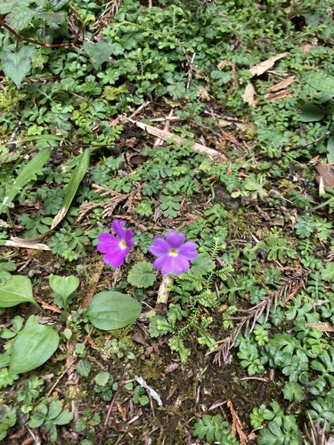 Primula malacoides
