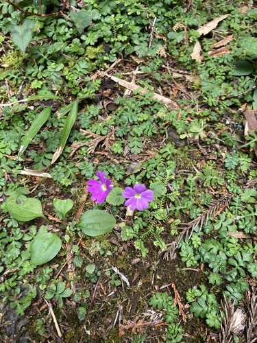 Primula malacoides