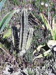 Trichocereus bridgesii