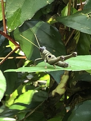 Ommatolampis perspicillata