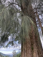 (c) Natalie Lemanski, some rights reserved (CC BY-SA) Casuarina junghuhniana, photograph (c) Natalie Lemanski, some rights reserved (CC BY-SA)
