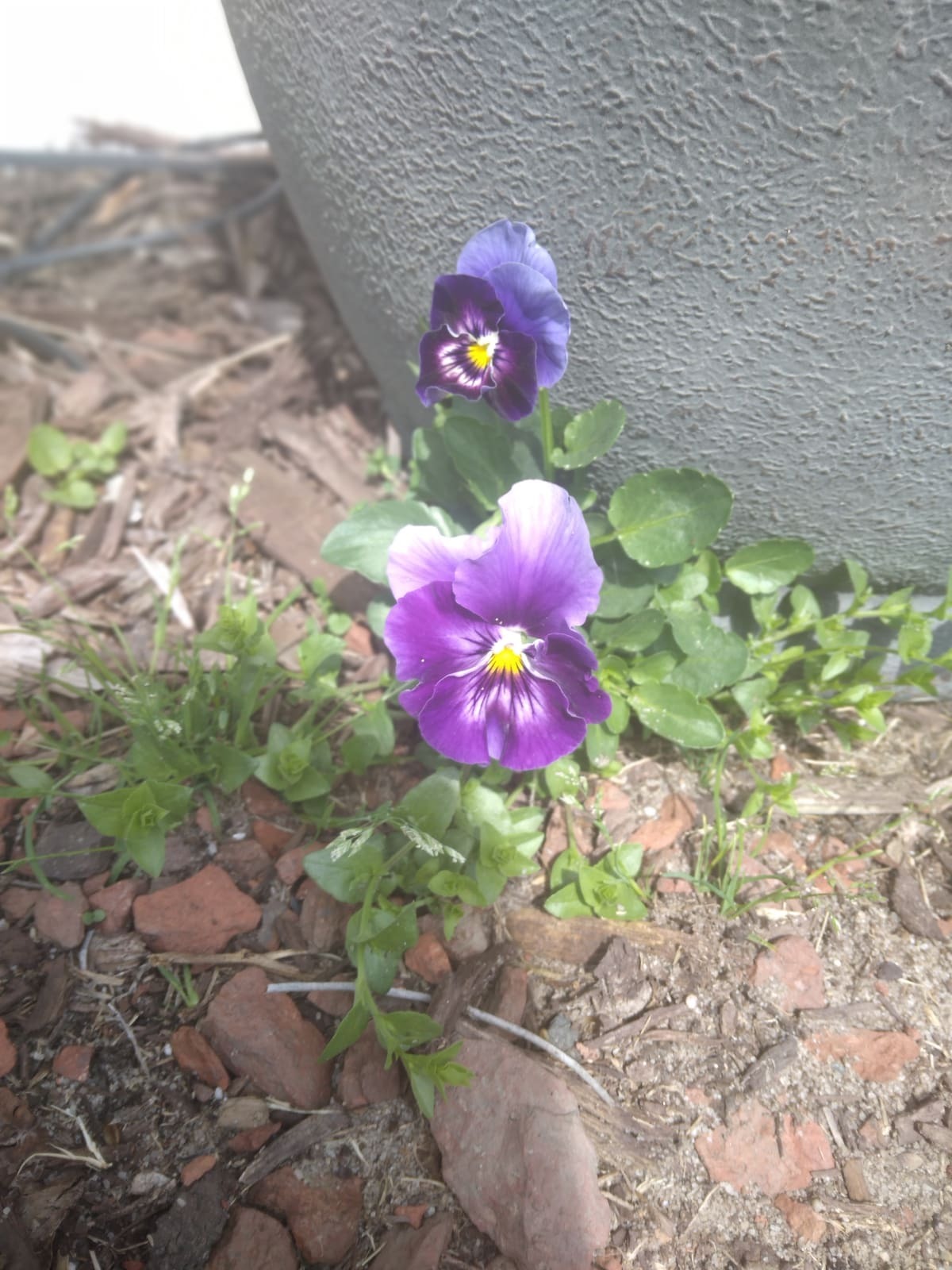 Imagem de Violeta