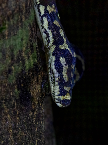 Jungle Carpet Python sighting