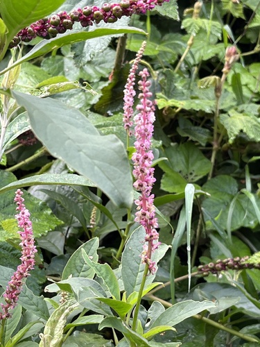 Tropical Pokeweed