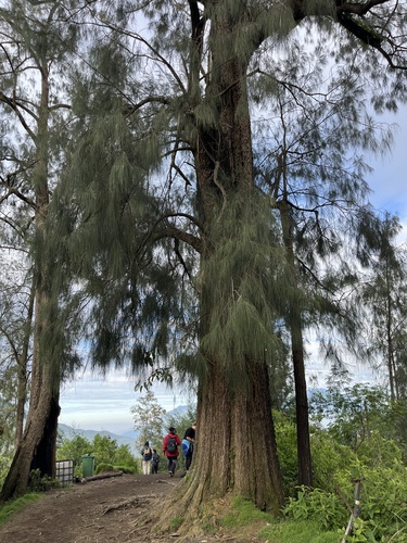 Casuarina junghuhniana, photograph 5