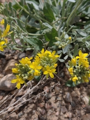 Physaria bellii