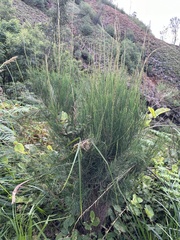 (c) Natalie Lemanski, some rights reserved (CC BY-SA) Casuarina junghuhniana, photograph (c) Natalie Lemanski, some rights reserved (CC BY-SA)