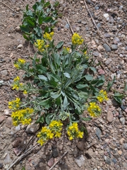 Physaria bellii