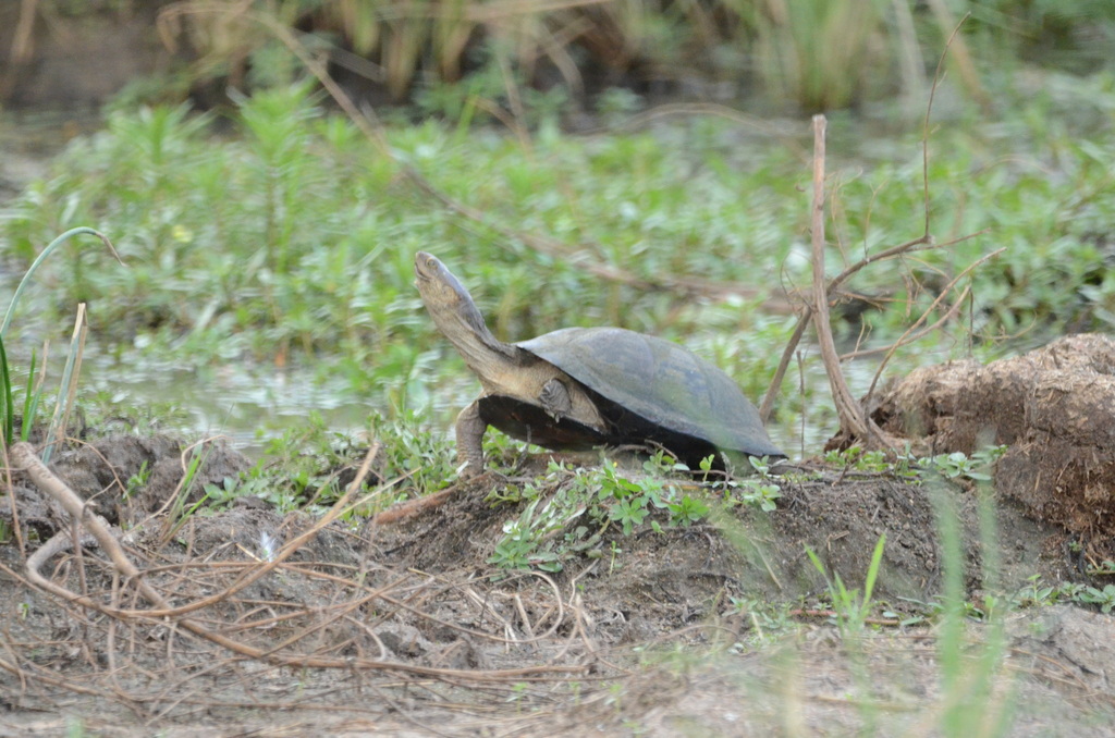 Serrated Hinged Terrapin from Sabie Park, 1260, South Africa on March ...