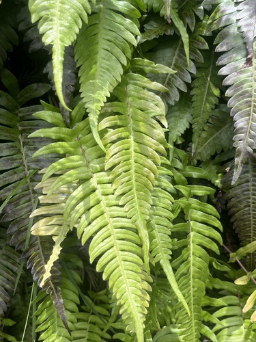 Blechnum appendiculatum